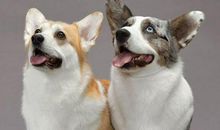 今年十一月：生肖狗运势大全！一目了然