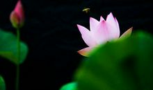 11月上旬贵人扎堆来，求财轻松无压力，横财不断福禄无穷的生肖