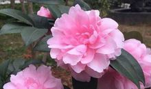 好运傍身，运呈上上签的生肖，11月起福气满满，富贵盈门