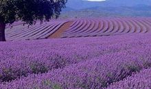 对老婆疼爱，一生有花不完的钱的生肖，赚得千万横财，平步青云