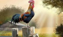 1981年属鸡的人2020年运势及运程大全解析(图文)