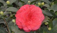 最近2个月求财得财，富贵如意，钞票赚满口袋，翻身发大财的生肖