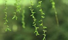 12生肖出生在什么季节，命好运气好，财好福气旺