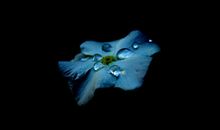 10月19日生肖运势_龙、牛、蛇大吉