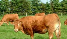 7天内好运来到，喜鹊送大喜，财源富贵，坐等享福的3个生肖