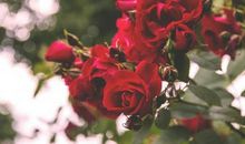 11月前途无限光明，事业一帆风顺，财运高歌猛进，生活富裕的生肖