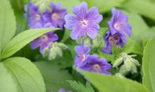 使男人怦然心动的三个生肖，气质大方有魅力，被称为不老女神