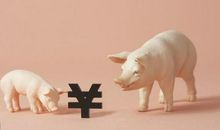 “福气猪”：后半生最好命，你家有猪猪吗？还不点开一看