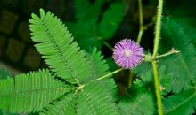 11月的月初，4属相运势得到提升，紫气东来，发展更顺利