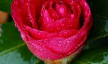 财神送财进门，翻身发财不再是梦的生肖，2020年摇身变土豪