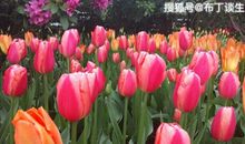 恭喜四生肖贵气逼人，10月29号开始财运上有重大收获，诸事顺利！