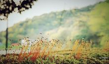 11月中旬，心情愉悦，不再阴晴不定，会与幸福相伴的星座