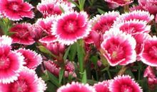 最“不显老”的三生肖女，温柔漂亮气质佳，越老越有吸引力