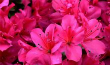 1955年的生肖何时好运(图文)