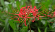 未来半年财运亨通，紫气东来，运势极佳，事业风生水起的四属相