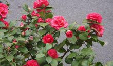 11月10号起财星相助，贵人临命，生财无穷尽的生肖，真让人眼红