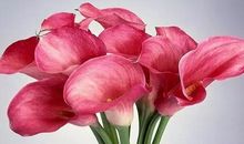 家中有一人是这个生肖，男的不缺钱，女的不缺爱