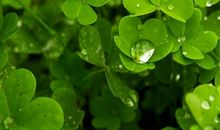 这三对生肖夫妻，“妻旺夫，夫宠妻”，越老越恩爱，越有钱花！