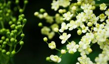 未来十五天吉星庇佑，好运加身，事业运爆棚，轻松赚大钱的3生肖