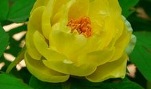 11月开始财帛丰厚，荷包满满的生肖，好运一直持续到明年底