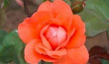 婚姻中最不会办事的3生肖女，不懂得处理人际关系，其实心肠很好