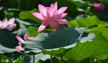 10月21.22.23号运势大逆转，财富滚滚进腰包，定腰缠万贯的3大生肖