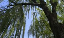 晨霁一周星座运势11.9-11.15下：好事多磨