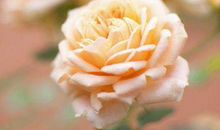 10月底富贵来袭，横财多发，偏财时常进家门，生活顺心如意的生肖