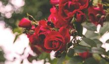 恭喜四生肖懂得经营钱财，10月29号开始富贵不请自来，生活越来越富裕！