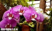 10月29号开始贵人运不请自来，四生肖有不错的收入，能够享受荣华富贵!