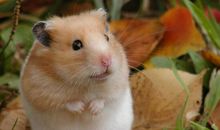 2020年属鼠本命年带什么转运 驱邪吉祥物