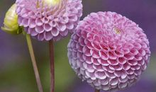 未来3个月财运傍身桃花旺的3生肖，横财加身，福禄有余生活无忧