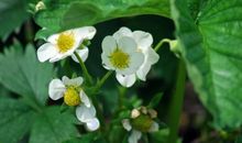 10月26号开始运势一片红火，吉星高照，好运不断的四属相