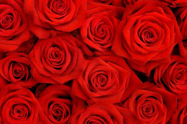 11朵红玫瑰代表什么含义 一生一世唯一的爱 2