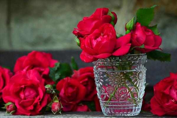 11朵红玫瑰代表什么含义 一生一世唯一的爱 1