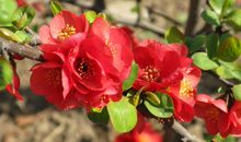 未来7天运势如虹，鸿运加身，喜事不断，福旺财运旺的3大生肖