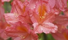 十二生肖中，在11月，3生肖，财富盈门，无人敢欺负