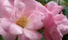 11月福禄顺心，获得财富上喜讯的生肖，钱财大旺，双喜临门