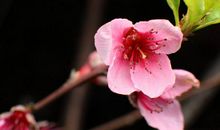 10月26号开始迎来更好的财运，正财收人不断提升，四属相诸事顺心