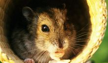 属鼠人出生日的命运 不同日期命理解析