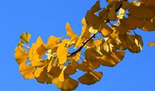 10月底财从天降，横财爆发，行大运赚大钱的四属相