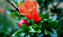 再深爱一个人，也会点到即止，爱得再深，也不会放弃尊严的属相