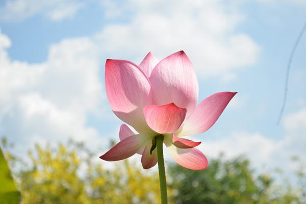 家里有四个生肖，日子不愁没钱花，吃香喝辣衣食无忧 4