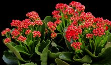 11月，傻人有傻福，霉运转旺运，注定穷不了的四大生肖