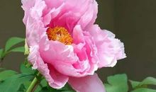 手里不缺钱，但不舍得花的三大生肖女，天生的操心命，有福不会享