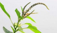 八方财皆来！3大生肖在下半年正财旺发，大富大贵！