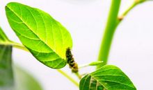 十二生肖中，3个生肖，未来15天，财运旺中旺，一生大富大贵！