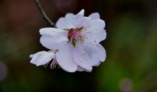 七天后吉祥之气氤氲不绝，喜气满满，走好运，赚大钱的四属相