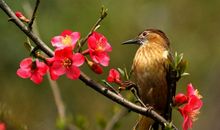 12月富贵在望，顺风顺水，财运大爆发，日子越过越旺的3生肖