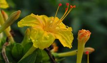 10月30号起喜鹊门前疯狂叫，财运大幅度上涨，横财满天飞的四属相